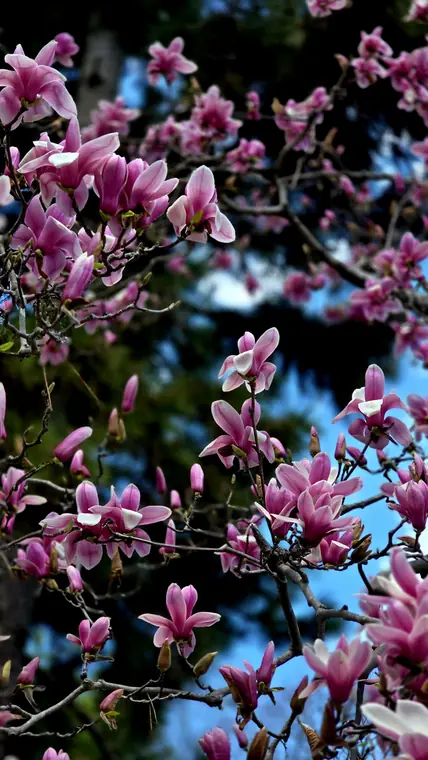 Pink magnolia blossoms