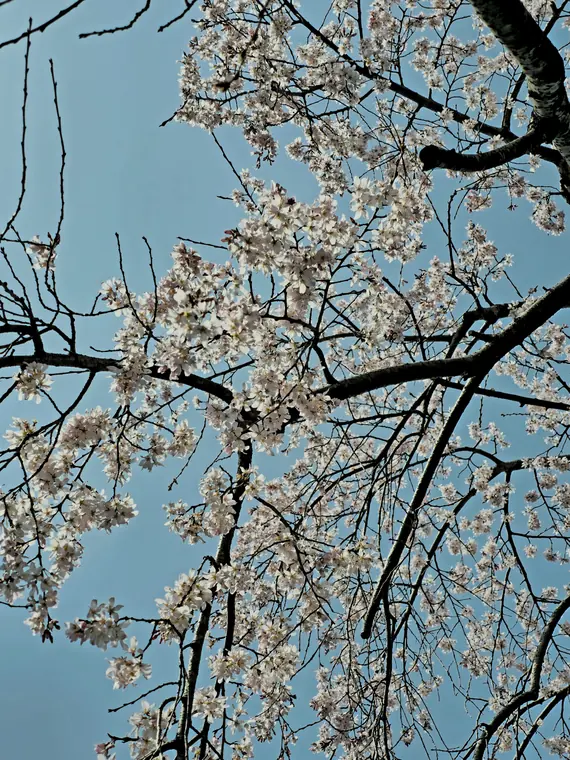 Cherry blossoms against a blue sky